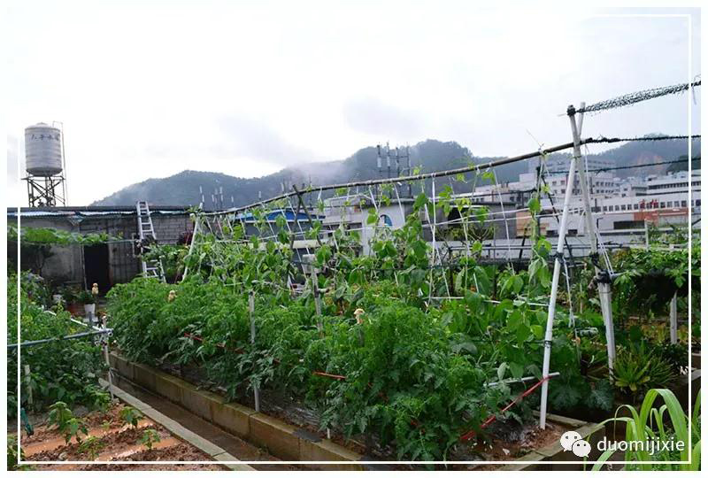 聽說了嗎，多米居然開始搞副業了？